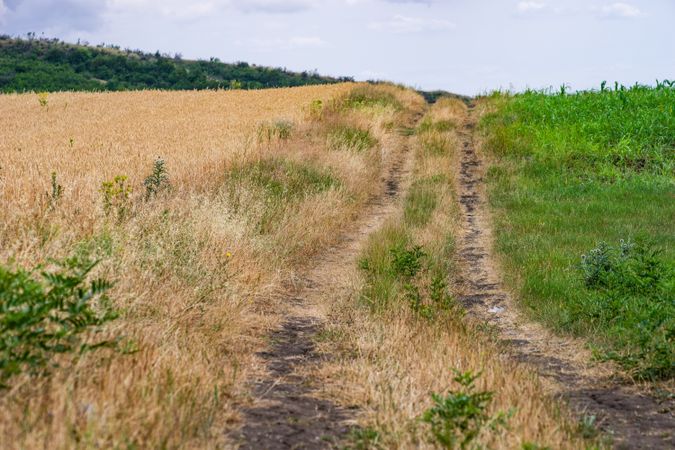 Rural road in a cereal field