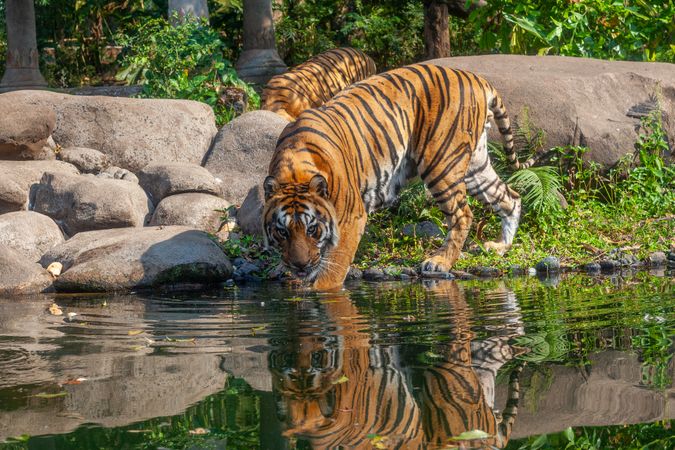 Sumatran Tiger Drinks Water