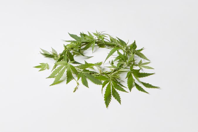 Wreath of cannabis leaves on light grey background