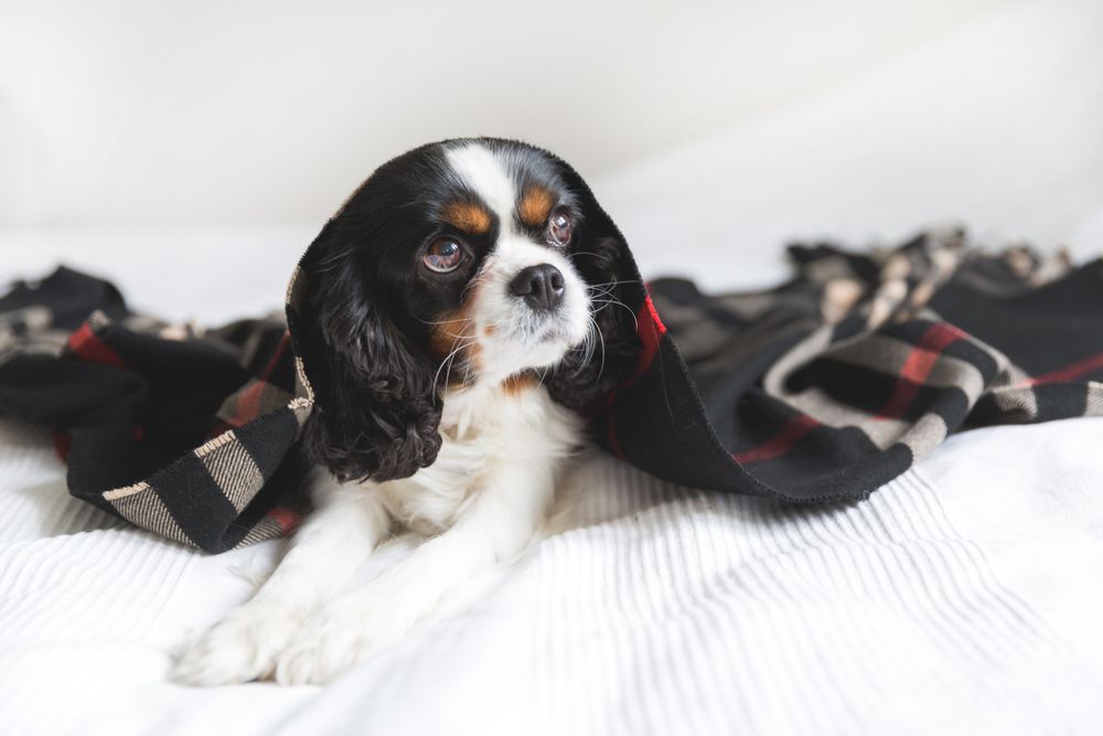 Cavalier spaniel looking up from dark patterned blanket