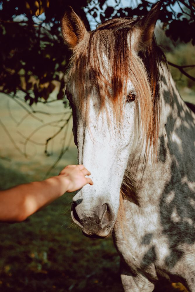Crop hand touching horse on pasture