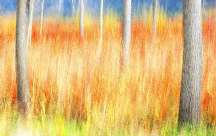 Blurred trees in green forest