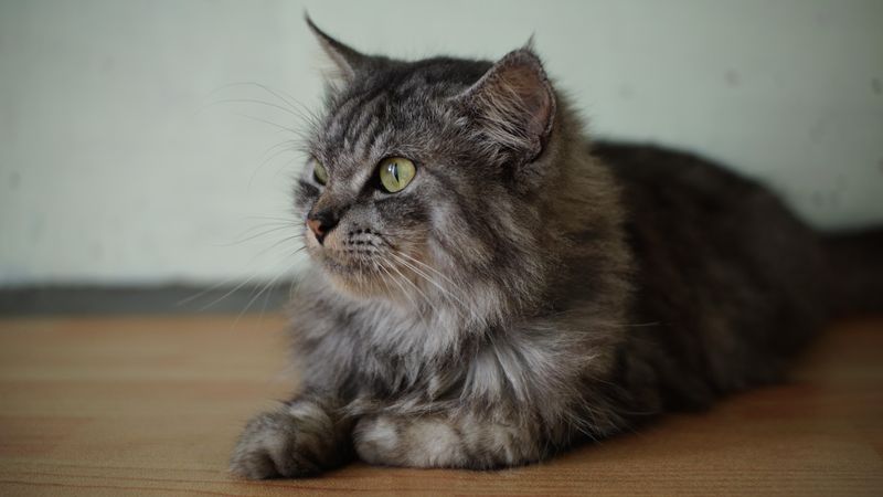 A cat is lying on the floor and looking at the camera.
