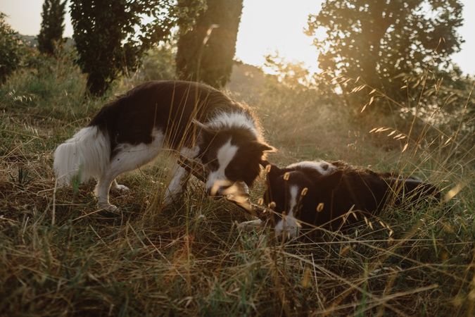 Border Collie dogs having fun together during stick game on dry grass in countryside