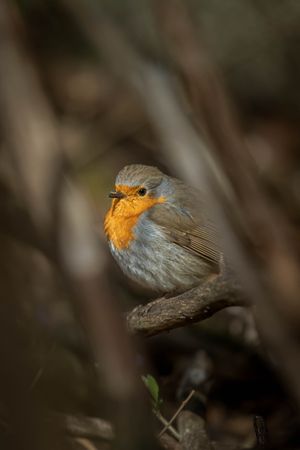 European robin on tree branch