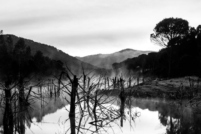 Beautiful mysterious river with trees in mist