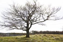 Lonely tree between grass on hill