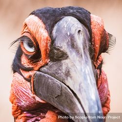 Close-up shot of red bird feather 0PoJ2b