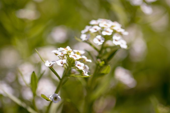 Small flowers growing wild surrounded with greenery