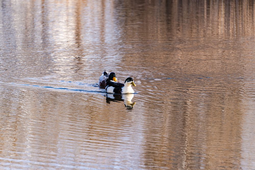 Common duck fowls on the lake background