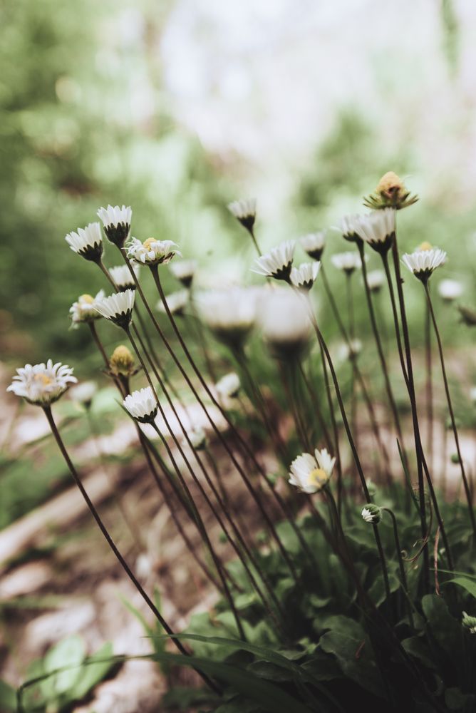 Chamomile  in close-up