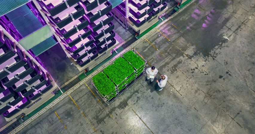 Vertical Plant Farm Specialists Talking Next to a Rack with Fresh Basil Crops.