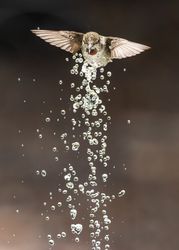 Beautiful Immature Male Anna's Hummingbird Enjoying The Water Fountain