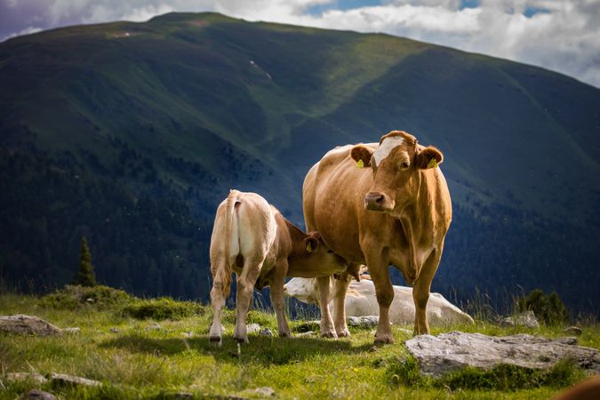 two cows grazing on a hilltop