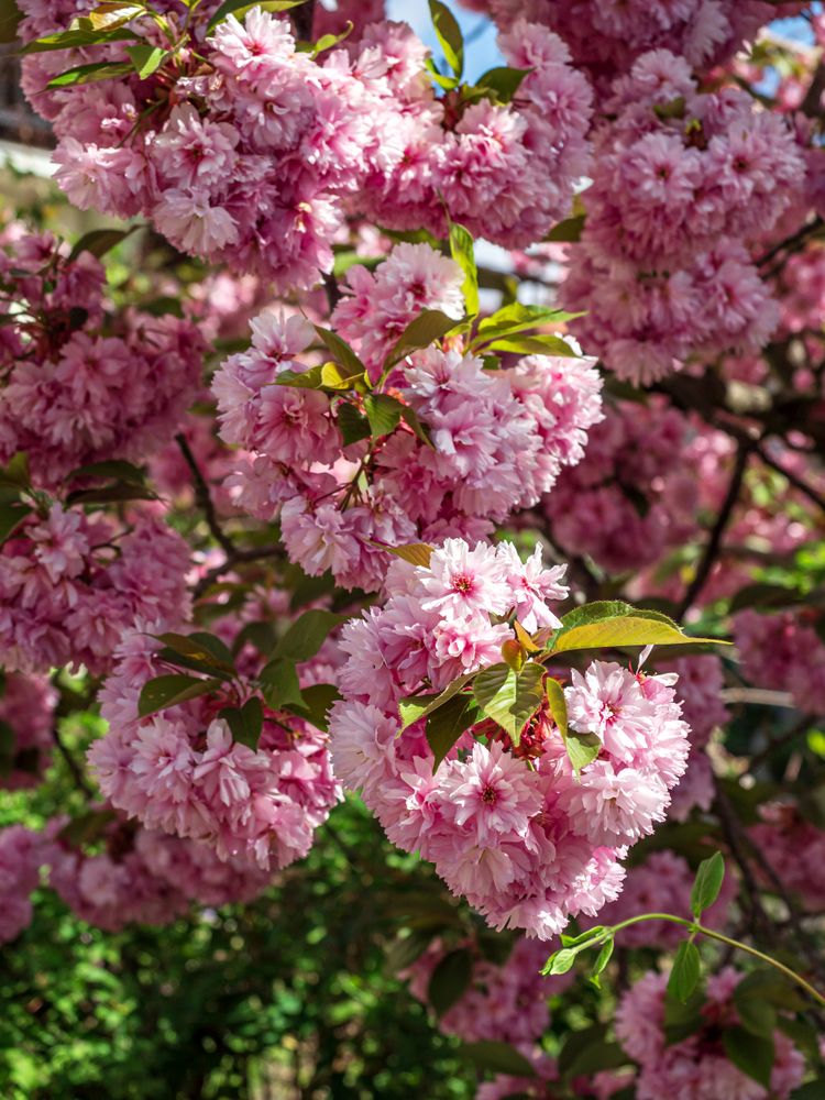Beautiful cherry blossoms blooming with pink flowers