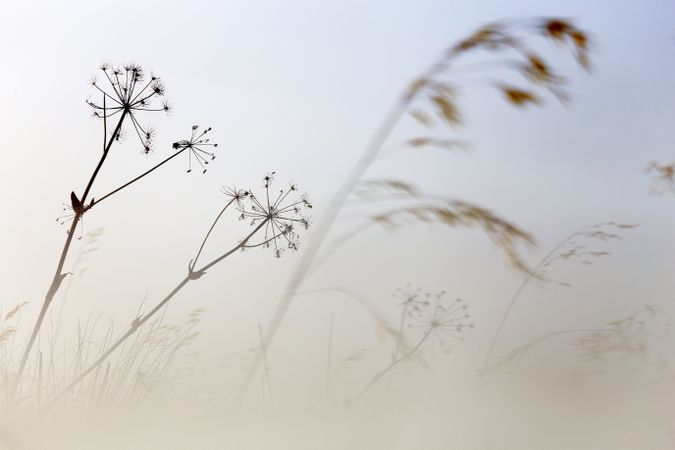 Transparent golden twigs on bright sky