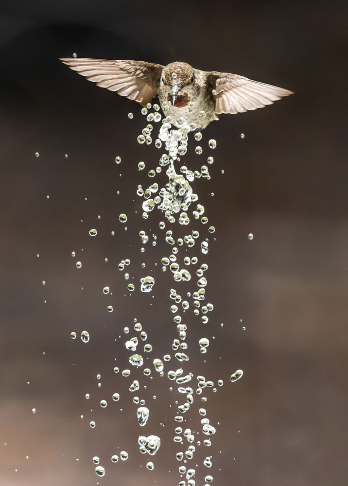 Beautiful Immature Male Anna's Hummingbird Enjoying The Water Fountain