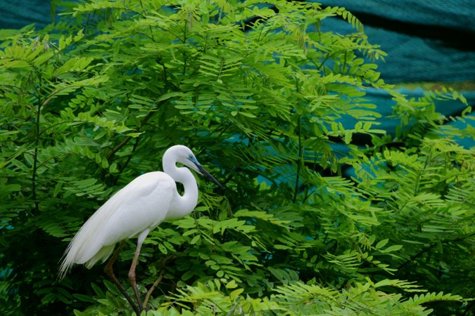 Great egret beside tree