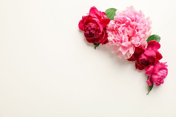 Flat lay composition with beautiful peonies on light background, space for text and top view