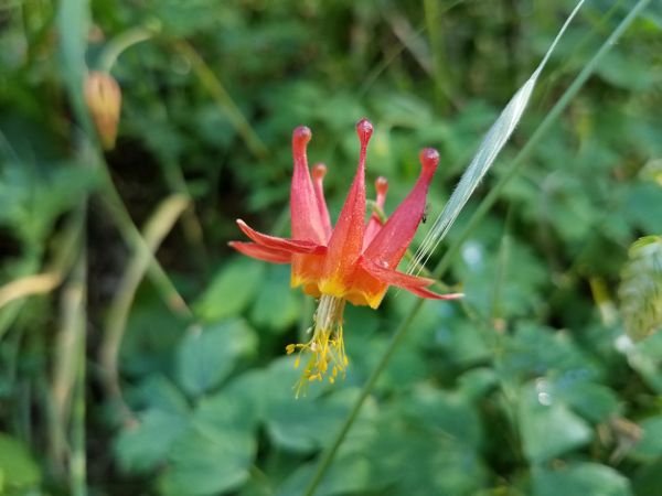 Red columbine flower