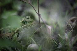 Northern Leopard Frog hiding in the grass, McGregor, Minnesota