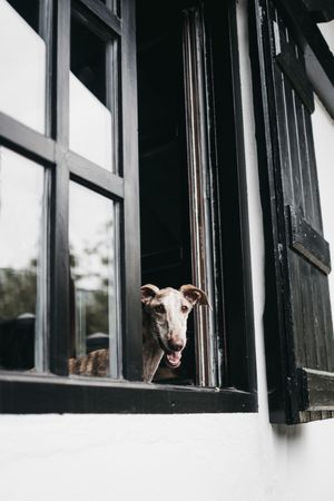 Cute dog looking through window