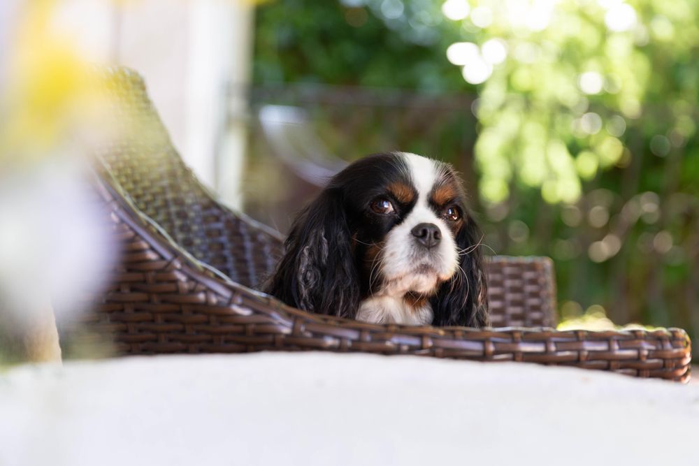 Cavalier spaniel sitting in a chair outside
