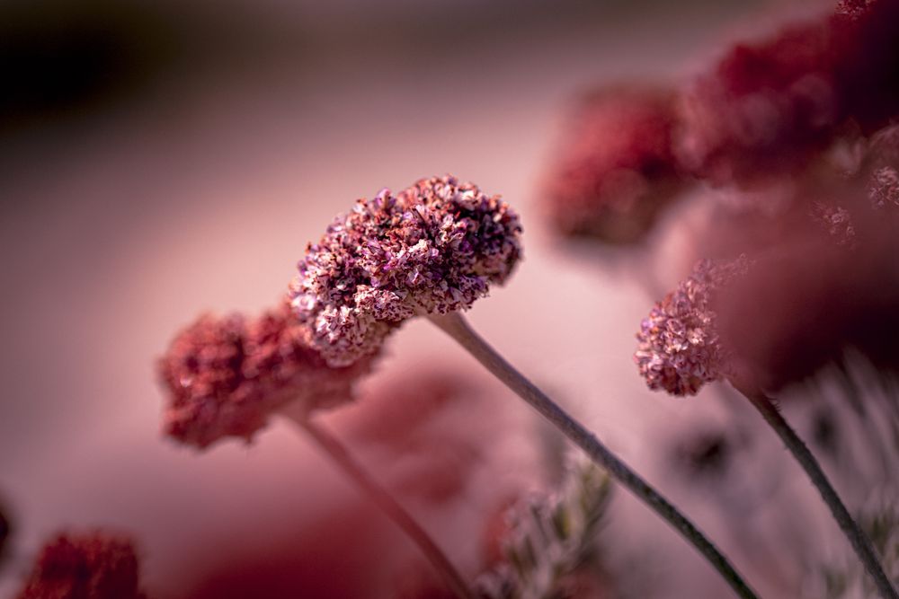 Side view of red flower buds in the sun