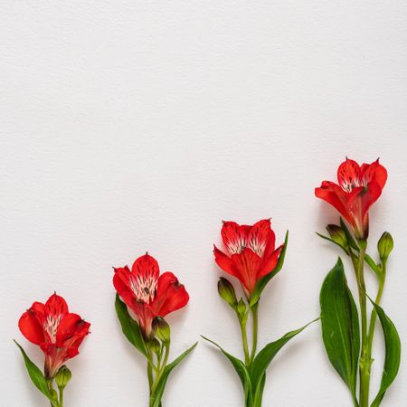 Creative layout made with red flowers on bright background