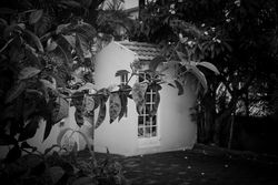 Monochrome shot of garden shed behind a vine