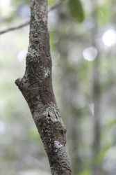 Bark gecko on tree trunk