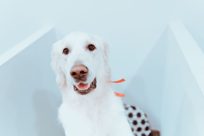 Big Labrador looking at camera