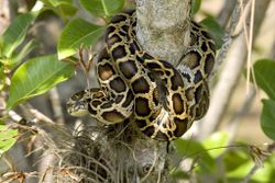 Burmese python wrapped around tree - Free Photo (56WAx4) - Noun Project