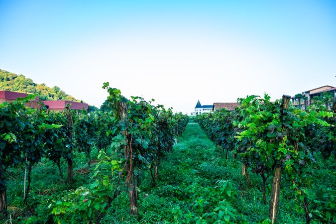 The grape vines in Lopota