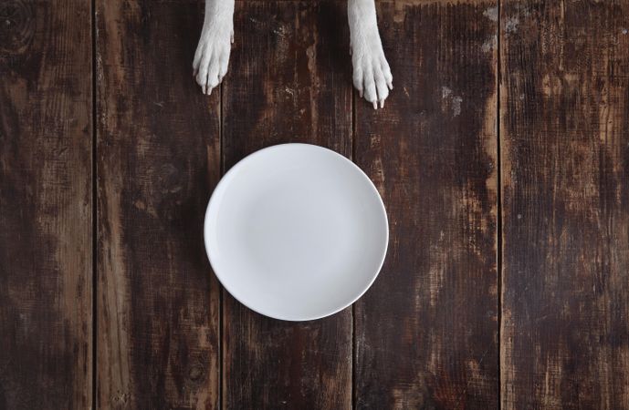 Two dogs paws in front of empty plate on wooden floor