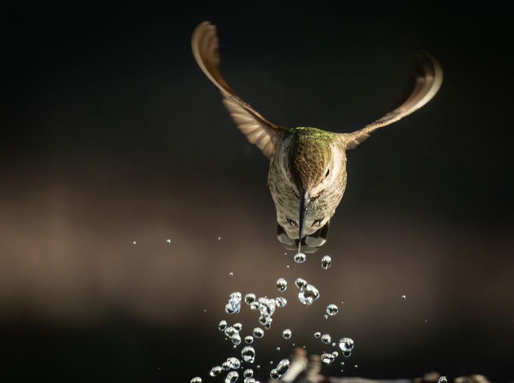 Beautiful Immature Male Anna's Hummingbird Enjoying The Water Fountain