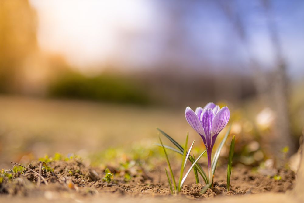 Small purple crocus flower