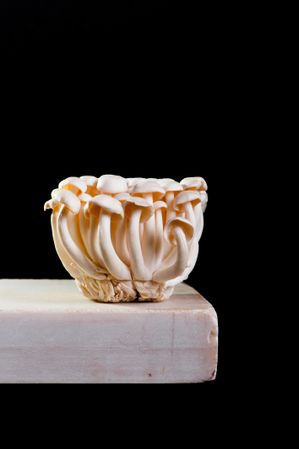 Side view of delicate mushrooms on dark background