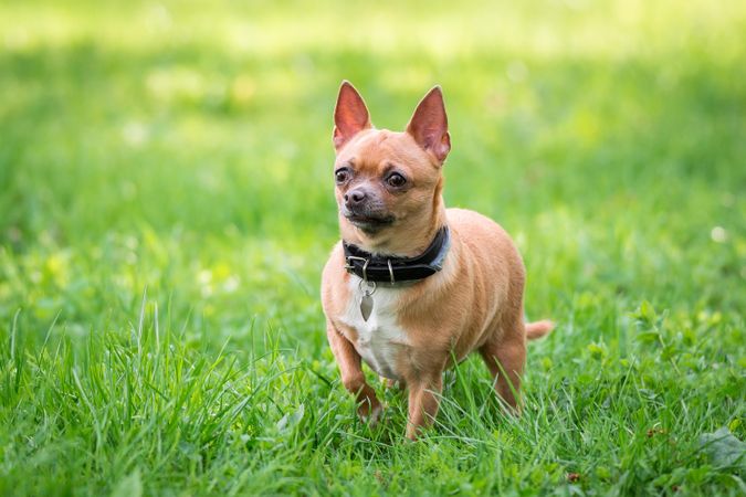 Chihuahua on green grass field