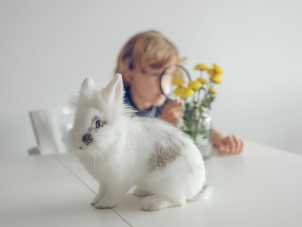 Boy with magnifier and toy rabbit