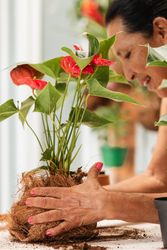 Gardening Bliss, Plant Preservation