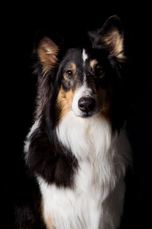 Amazing dog staring at camera