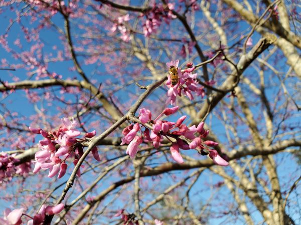 Tree blooming