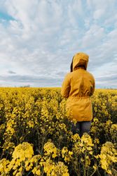 Back view of person in yellow hoodie standing on yellow flower field bxQ2M0