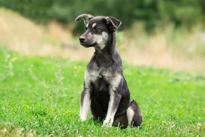 Dark and light short coat small dog sitting on green grass field