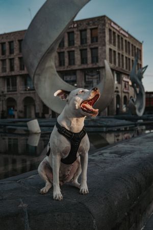 Strong dog spending time in street of city