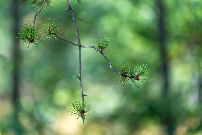 Jack Pine branch in green forest at Northland Arboretum in Brainerd, MN