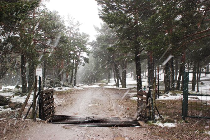 Snowy path in conifer forest