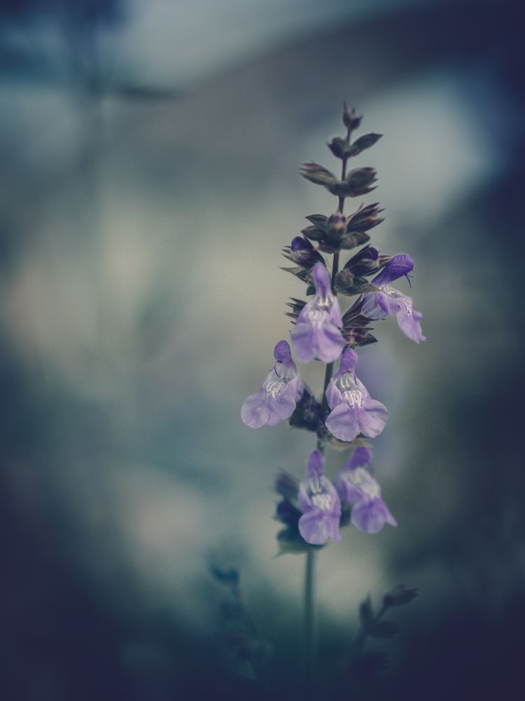 Pretty flower growing in garden