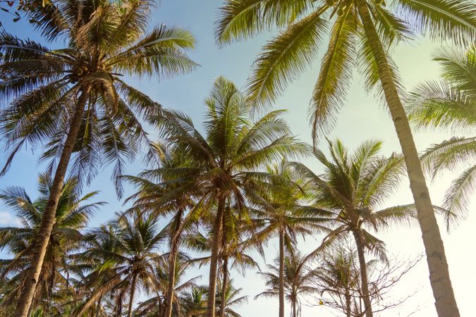 landscape of palm tree at beach with sun